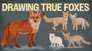 Nature Inspiration: Drawing Foxes