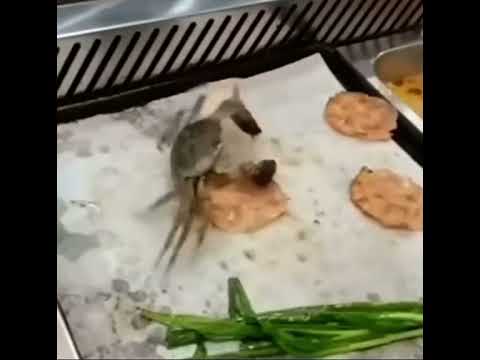 Mr.Krabs "Money Money Money Ahhh Ahhh Ahhh" 3