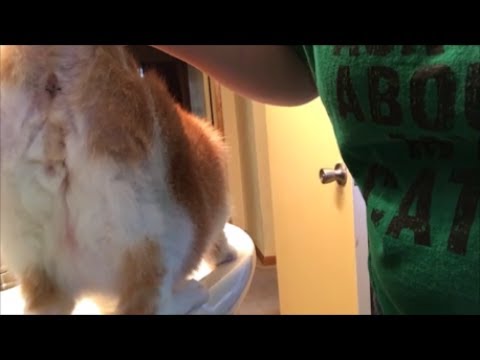 Cat Lady moment - Hair no longer stuck in cat's butt -  Cat Chat with Heidi Episode 10