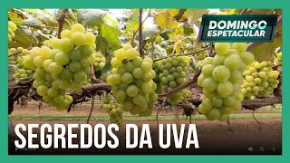 Miniatura do vídeo