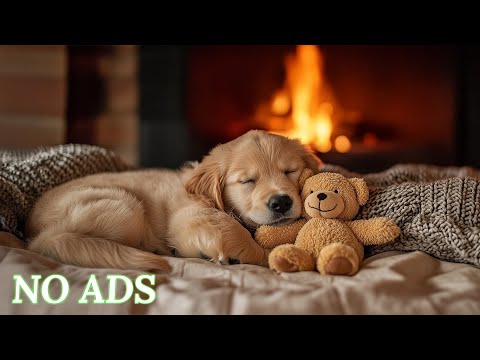 10 Hours of Deep Sleep Music for Dogs 🐶 Anti-Separation Anxiety Relief | Deep Sleep & Calm 💖 No Ads