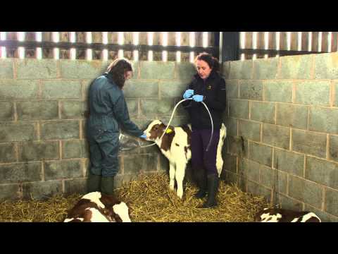 Colostrum feeding - brought to you by AHDB Dairy