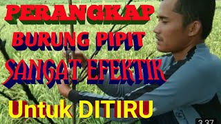 Download lagu Cara mudah menangkap burung pipit di lahan sawah Gapoktan Sinar Belawang mp3 Download lagu Cara mudah menangkap burung pipit di lahan sawah Gapoktan Sinar Belawang mp3