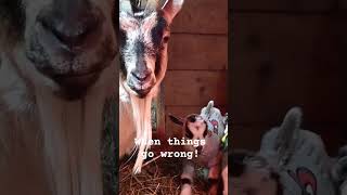 when things go wrong during kidding season! #goatbirth #nigeriandwarf #minigoats #babygoats