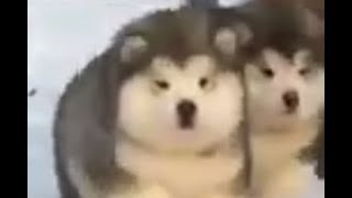 Download lagu pudi pudi mp3 Download lagu pudi pudi mp3