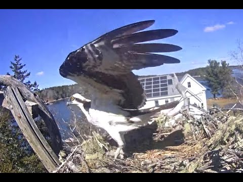 First Osprey on Hog Island nest. Explore.org 11 April 2022
