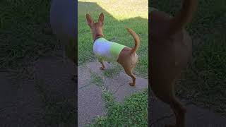 Video preview image #1 Chiweenie Puppy For Sale in San Antonio, TX, USA