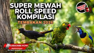 Download lagu 🔴 Live Masteran Kompilasi Super Mewah Cucak Cungkok Gacor Perkici Tajam Jenggot Speed Lobet Kasar mp3