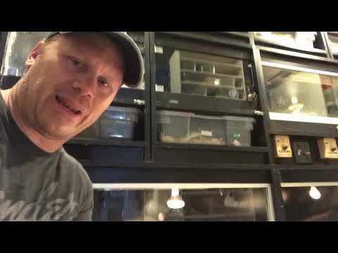 LED light project for Western Bluetongues