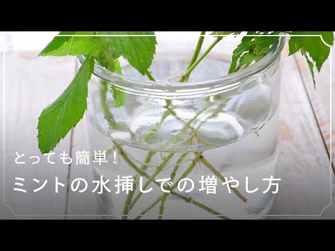 UFO プラントの増やし方: 挿し木でとても簡単 植物