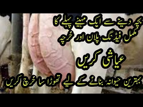 Last month feeding plan II Close up diet formulation for cows I Feed expense and formula in close up