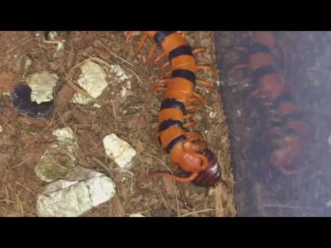 Stonožka tigrovaná (Scolopendra hardwickei) — video o chove a starostlivosti