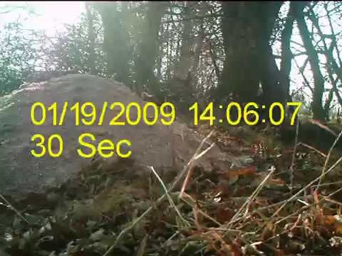 Kogut bażanta na krzaku w czasie silnego wiatru