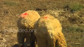 Sheep farming, Jamnagar District, Gujarat 