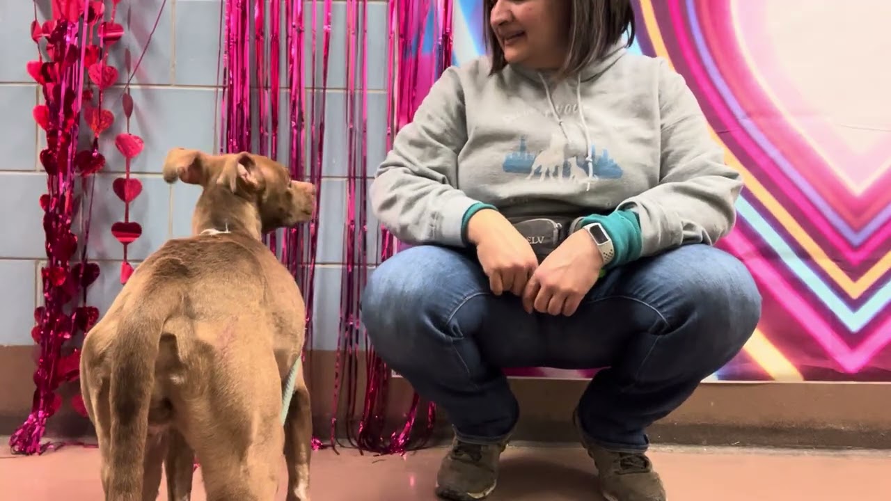 Enlarge Avelina, a ADOPTABLE Pit Bull Terrier in Chicago, IL video 2/5