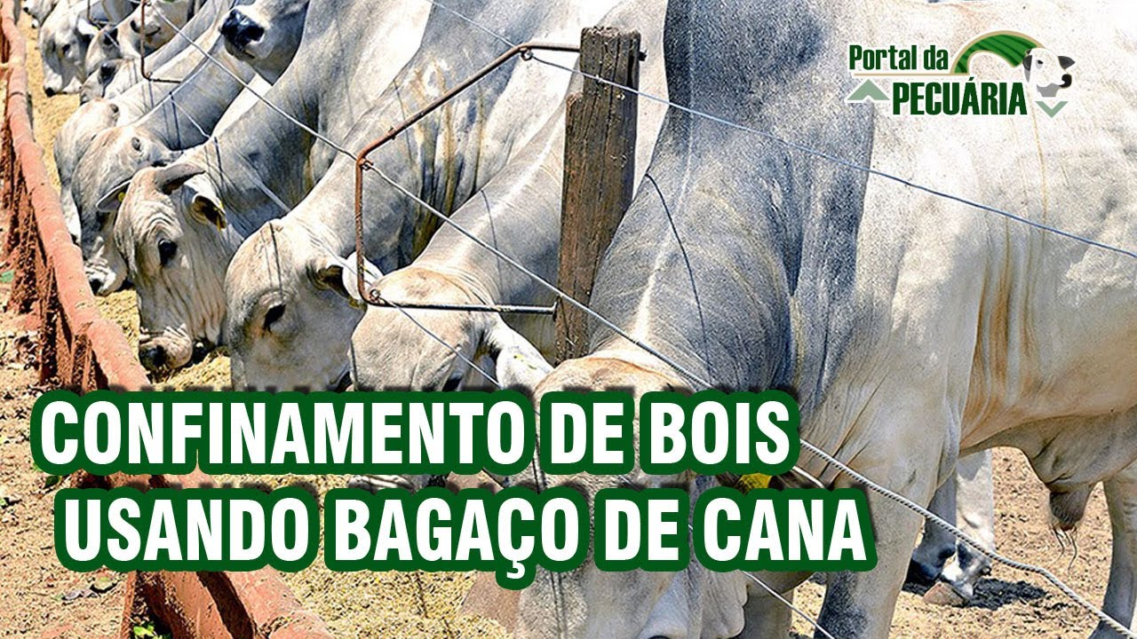 Confinamento de bois usando bagaço de cana.