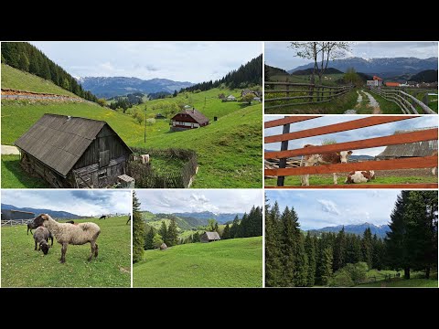 La pas prin FUNDATA | Casa Pelinica, Poteca Moieciu de Sus-Fundata| Am văzut oițe și văcuțe fericite