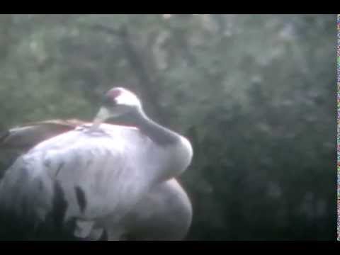 Grulla común ( Grus grus )   Crane