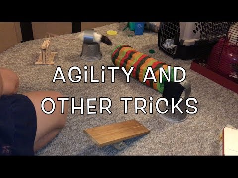 Rat Agility and Other Tricks!