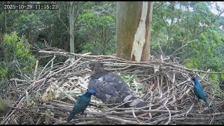 Wojownik wspaniały Crowned Eagle Zimbali Estate - UFO & szpaki 2025 10 29