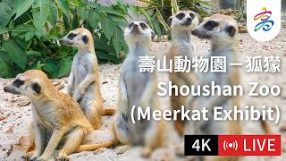 Kaohsiung City · Shoushan Zoo Meerkats live stream