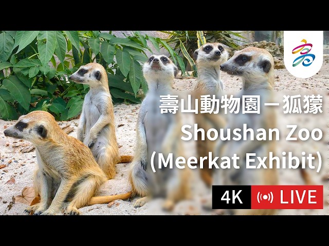 【4K Live】高雄壽山動物園－狐獴展區｜[4K Live] Shoushan Zoo, Kaohsiung: Meerkat Exhibit｜【4K ライブ】高雄 寿山動物園：ミーアキャット展示場 cctv 監視器 即時交通資訊