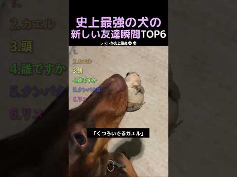 史上最強の犬の新しい友達瞬間TOP6