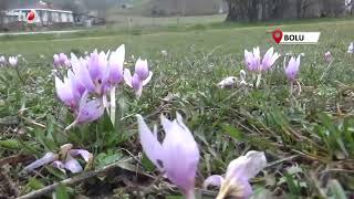 Bolu’da Baharın Müjdecisi Çiğdemler Çiçek Açtı