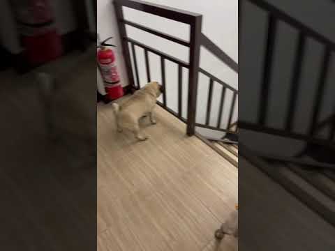 the cutest PUG. nami and kenji