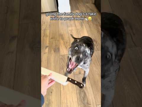 Giving the dog’s a fake knife to prank my family