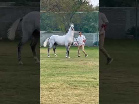 , title : 'Stallion Faatih | Horse Sound Effect | Horse Neighing #marwarihorse #horselover #ytshorts'