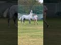 Stallion Faatih Horse Sound Effect Horse Neighing Marwarihorse Horselover Ytshorts