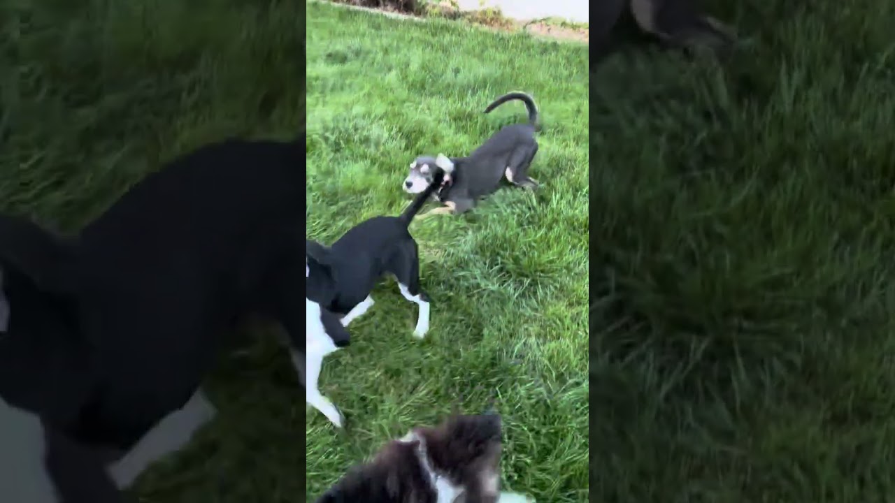 Enlarge Jill, a ADOPTABLE mixed breed in Fort Collins, CO video 6/6