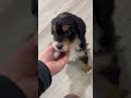 Mini Bernedoodle dogs for sale: Chief - Video 1