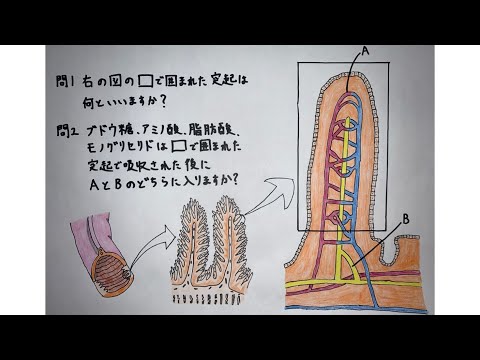 薬学科 栄養分の吸収に関する問題