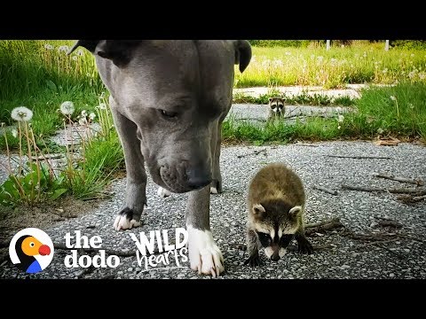 Baby Racoons Adopted by a Dog