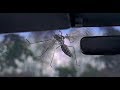 Jumanji (1995) - Mosquito Scene (HD)