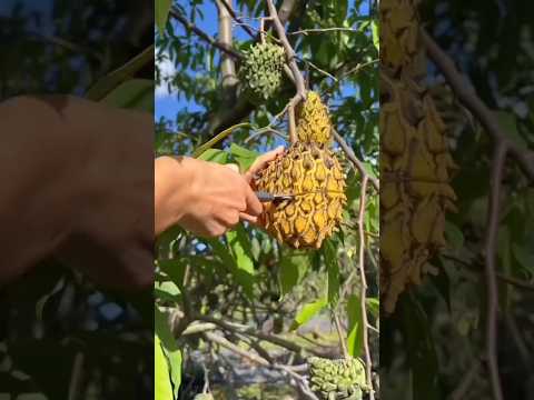 Chinese Fruit Cutting Enjoy Beautiful World Best Fruit Wild soursop || Chinese Garden Fruits