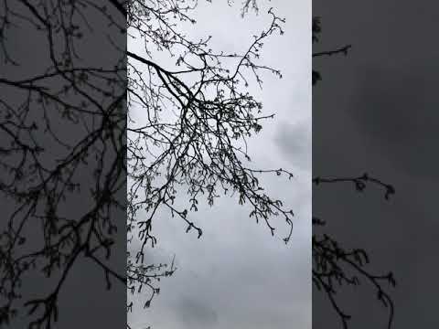 ホワイトポプラ 植物