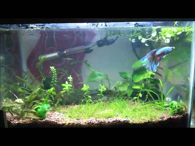 Betta Fish Tank