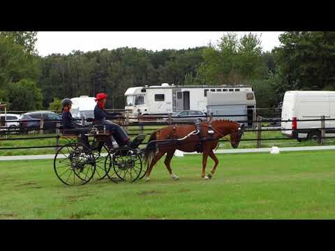 Fahrturnier Olfen 2.10.2021