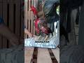 Ciri Ciri Ayam Pukul Viraltiktok Ayam Istanaayambangkok Ayambangkok Anakayambangkok Shortvideo