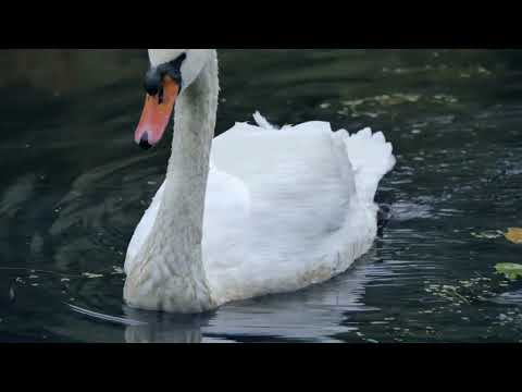 Ptico moja bijeli labude - Baja Mali Knindza