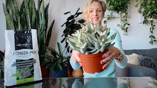 Repotting Kalanchoe Panda In Lechuza Pon - Green Moments w/Juliette Ep #22