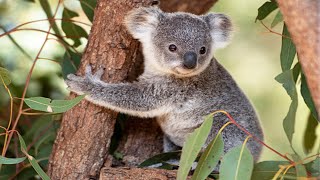 Download lagu Funny Koala Bears 🐨 Cute Koalas Playing [Funny Pets] mp3