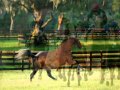 Dan Fogelberg - Run For The Roses (Lyrics)