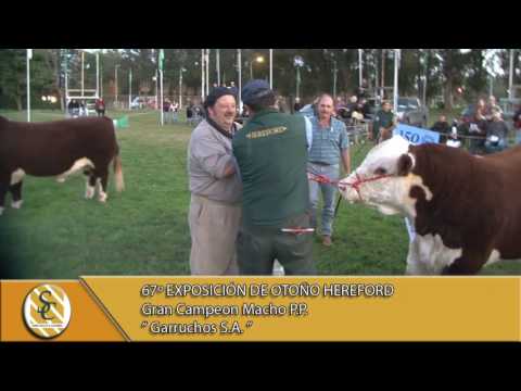 23-05-17 Gran Campeón Macho Puro de Pedigree de la Exposición - 67º Exp. de Otoño Hereford -
