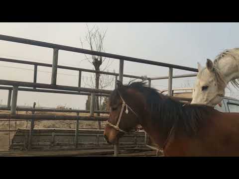 Horse breeding video 
