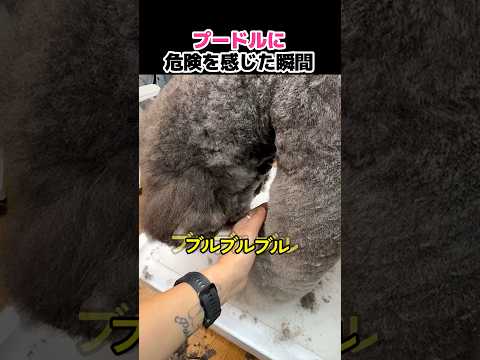 プードルに危険を感じた瞬間