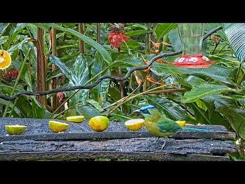 Panama Fruit Feeder New Cam Species: Lesson's Motmot